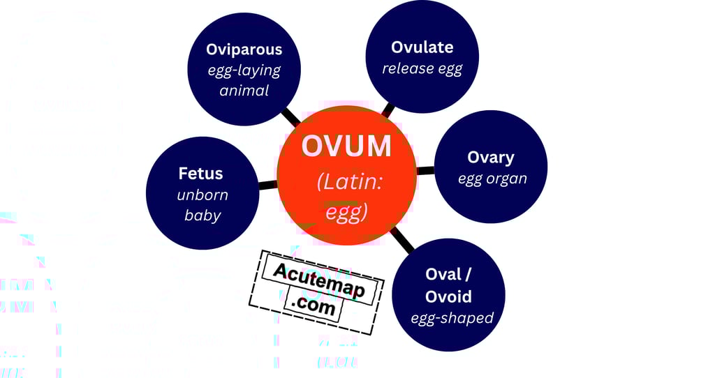 Root word chart Ovum for SSC UPSC