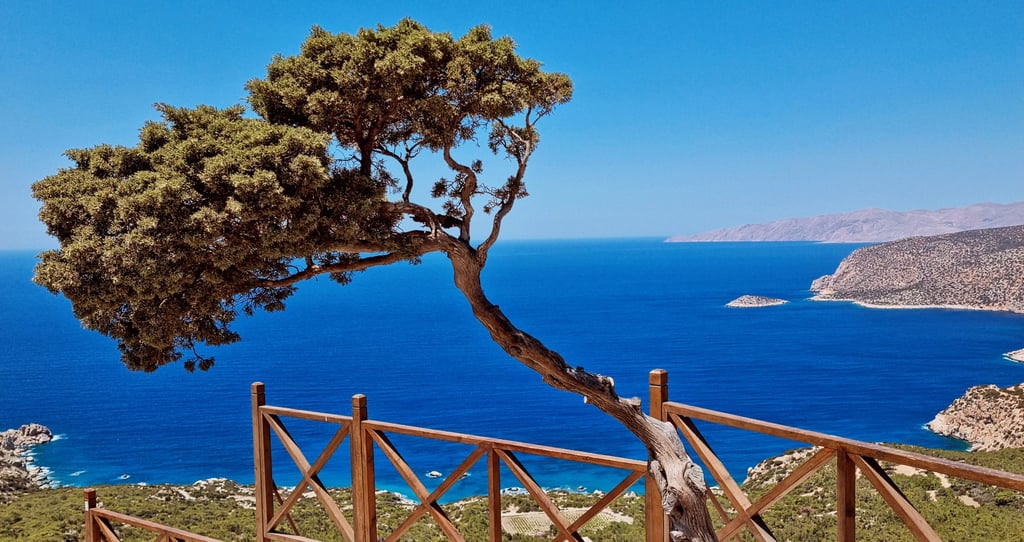 A lone tree overlooks a panoramic ocean view from a wooden viewpoint on a sunny day.