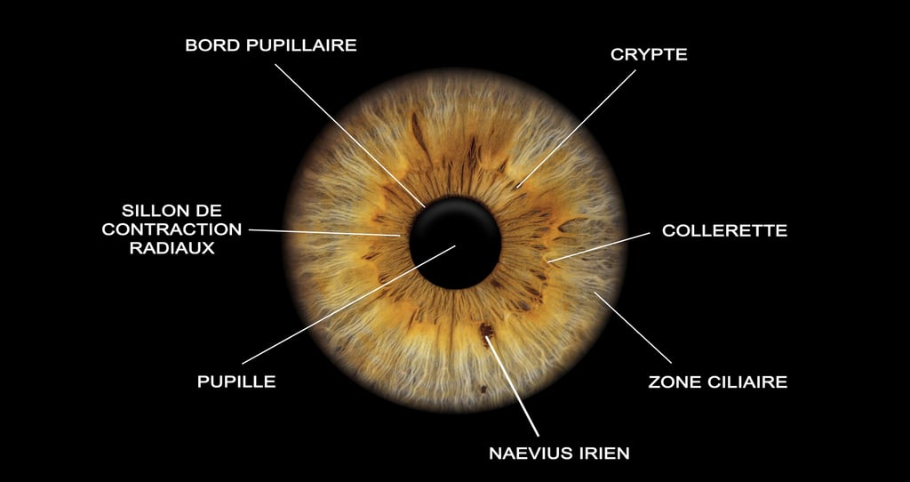 Yeux Iris