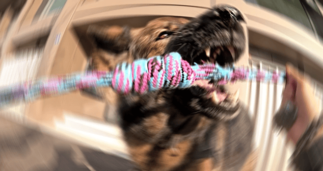 dynamisches Foto eines Deutschen Schäferhundes, der einen grossen Knoten beisst