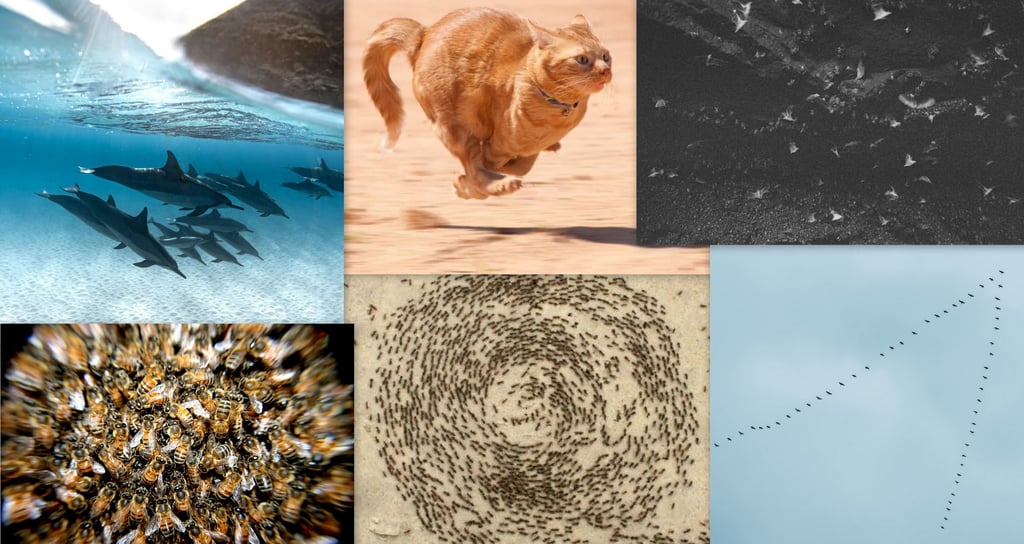 Earth spin animals: Dolphin spiral, bird flight, ant circles, cat zoomies.