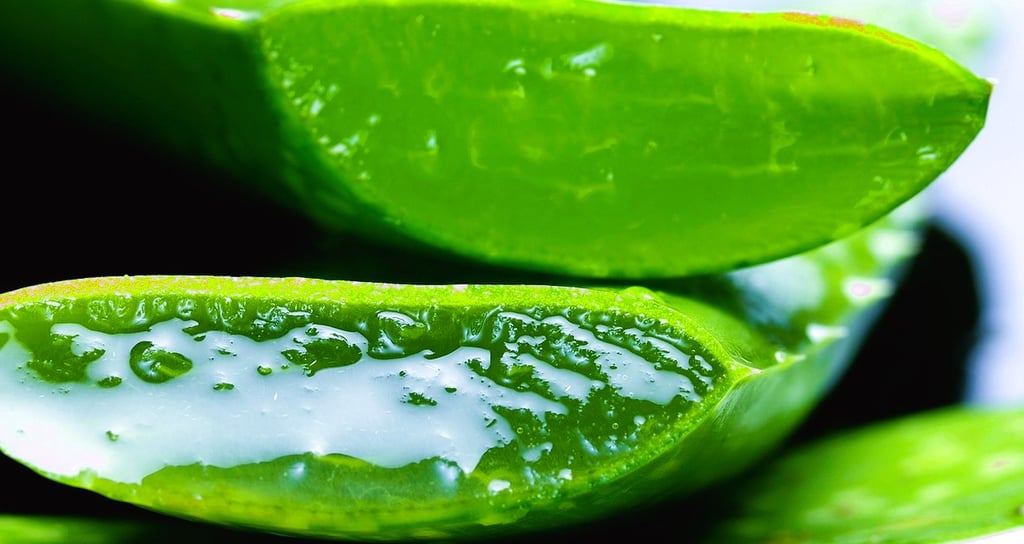 Aloe Vera