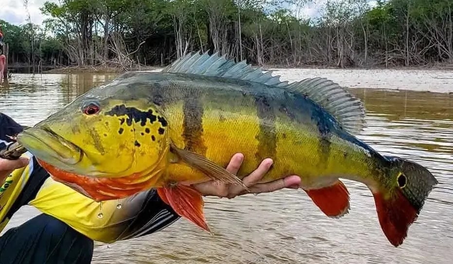 peixe-tucunaré-amarelo-com-pintas -pretas-imagem-tipo-webp.