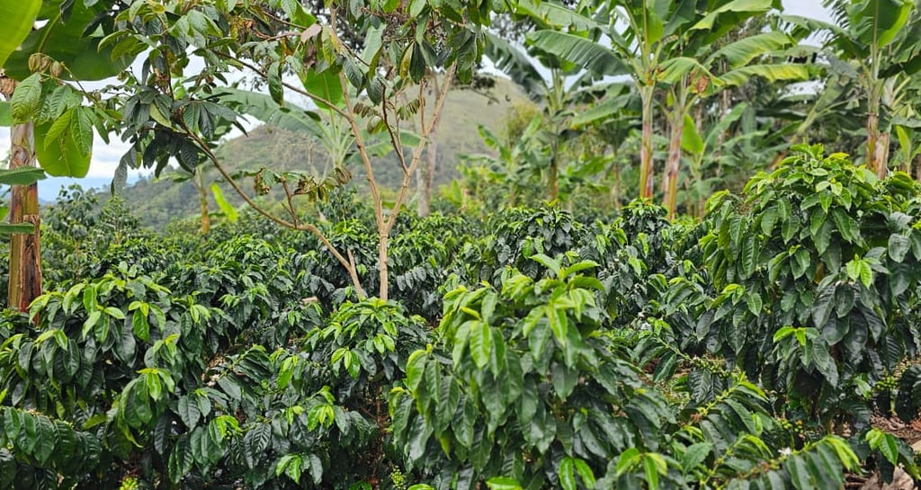 Cultivo de Café de variedad Pacamara y Castillo a una altitud de 1700 msnm.