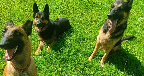 Soziale Interaktion und positive Erfahrungen im Training. Hunde beim gemeinsamen sozialen Spiel