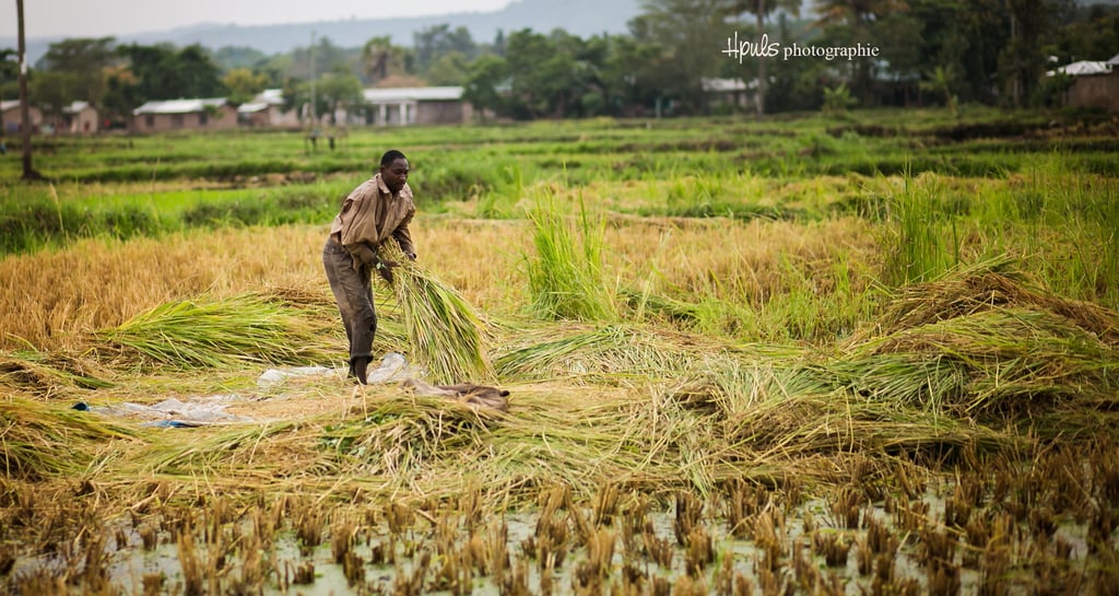 Mto wa Mbu – Reisfelder und Bananenplantagen bei einem Tagesausflug entdecken.