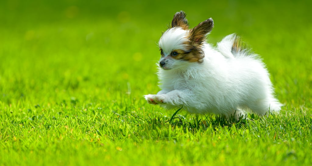 chiot qui courre sur la pelouse