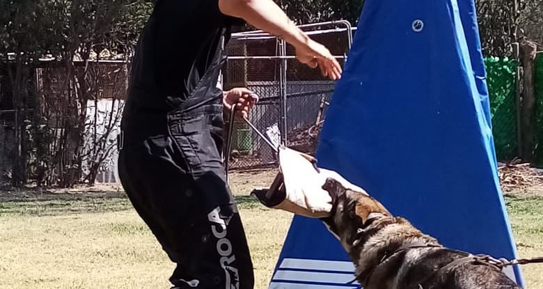 perros de proteccion