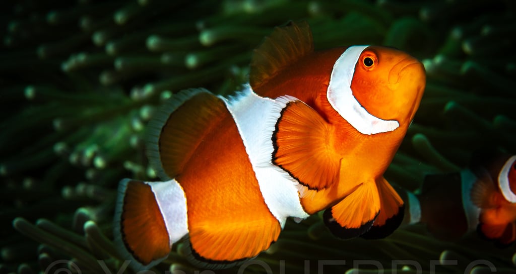 Poisson clown - Puerto galera - PHILLIPINES
