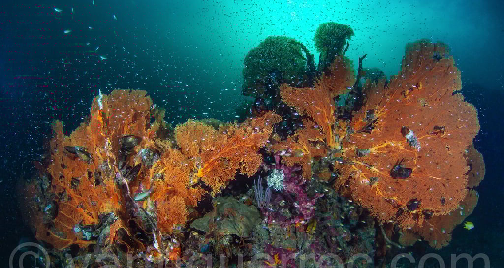 Massif de gorgones - Mer d'Andaman -THAÏLANDE