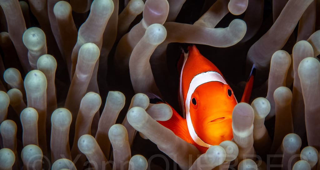 Poisson clown - Puerto galera - PHILLIPINES