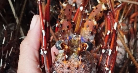 lobster air laut, lobster