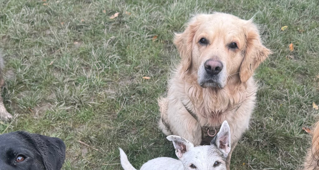 A dog walker co ordinating a group walk