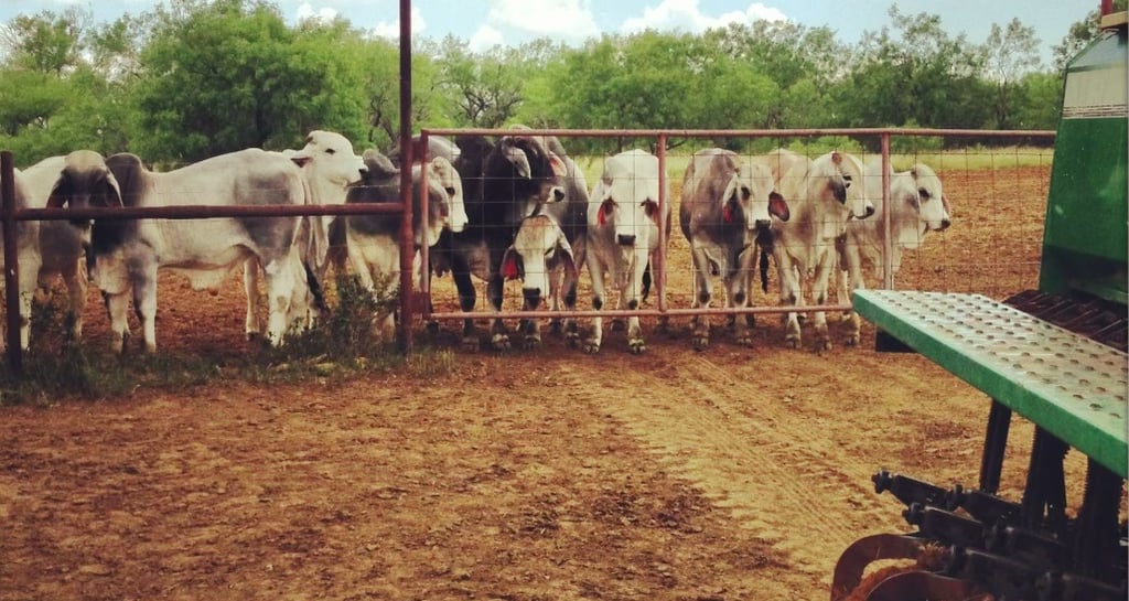 KCC Brahman Bulls