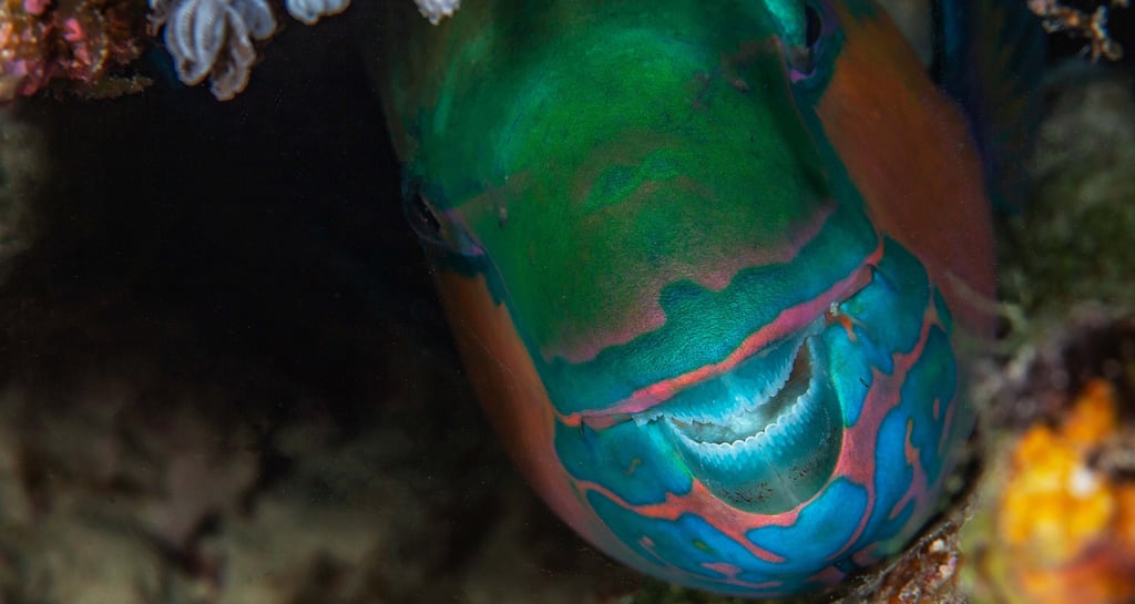 Poisson perroquet - Koh lanta - THAILANDE