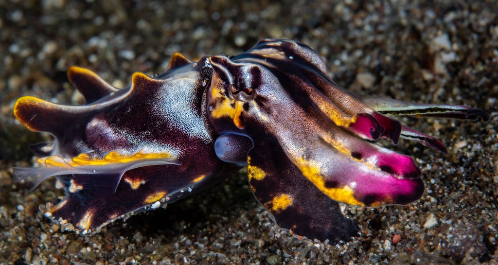 Seiche flamboyante - Anilao - PHILIPPINES