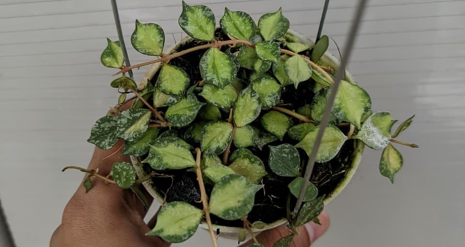 Hoya curtisii inner variegated with splash leaves and creamy center