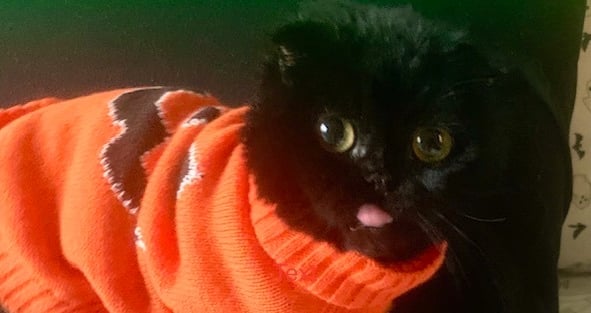 Maurice - black male Scottish Fold