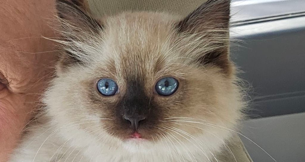 mitted seal point ragdoll kitten ragdoll cat blue eyed cat