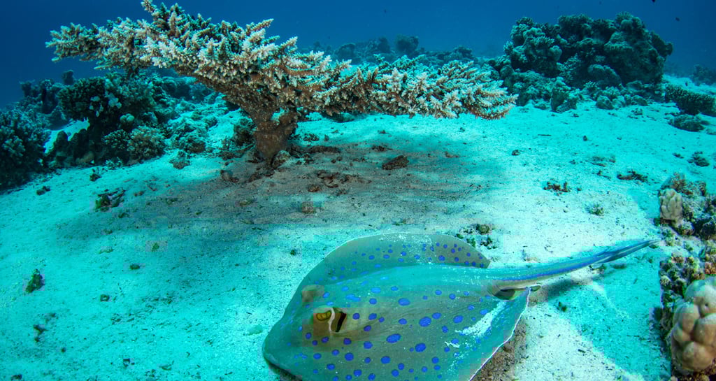Hurghada - EGYPTE