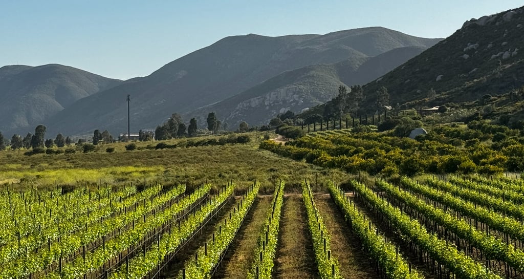 KWRYO, Viñedo en el Cielo Baja California Norte 2
