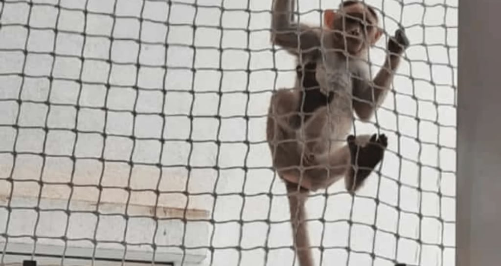 Close-up of sturdy monkey safety netting securely fastened on a residential balcony.