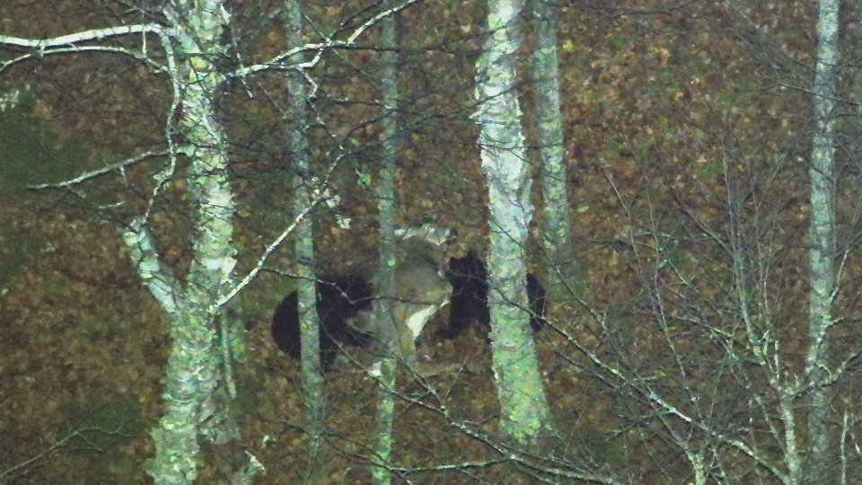 Two black bears eating on a deer in dense autumn forest between birch trees and fallen leaves.