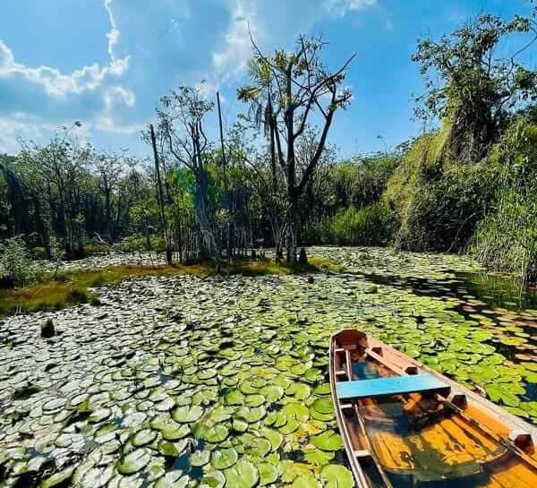 a boat on a lake with lily pads and lily pads, Alter do Chão, Pará, Brazi