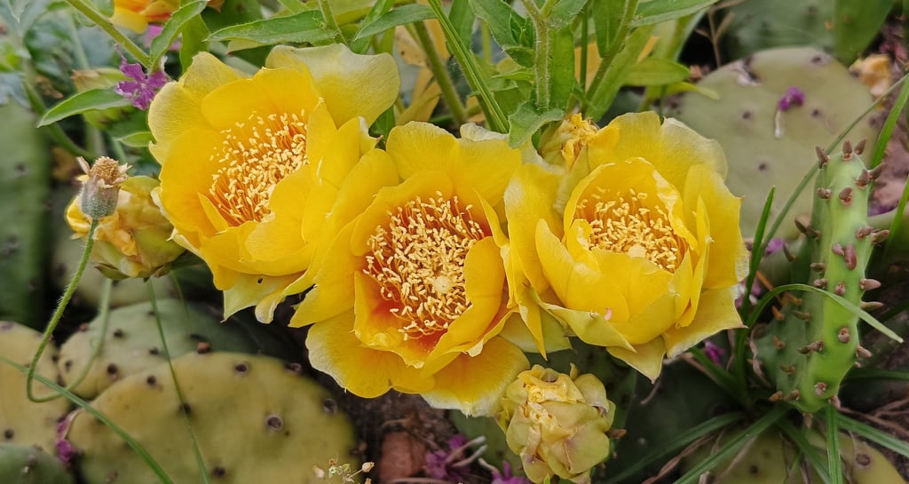 opuntia cactus flower in bunch