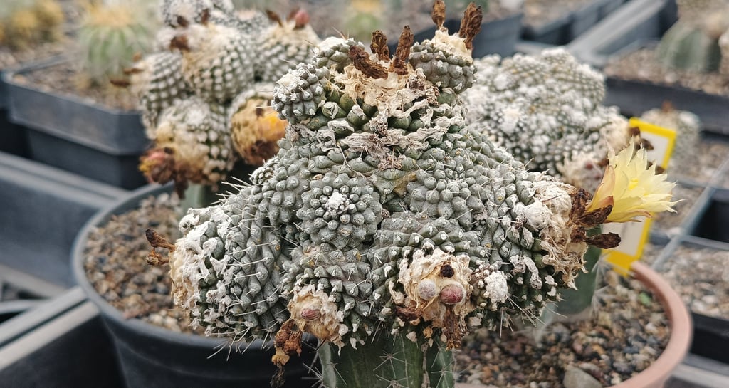 a cactus plant with a lot of flowers in a potted pot , copiapoa cacti