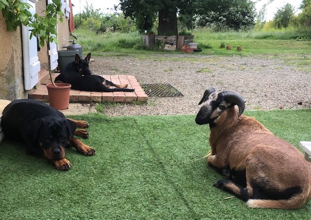 Nos animaux à la Ferme de Belon