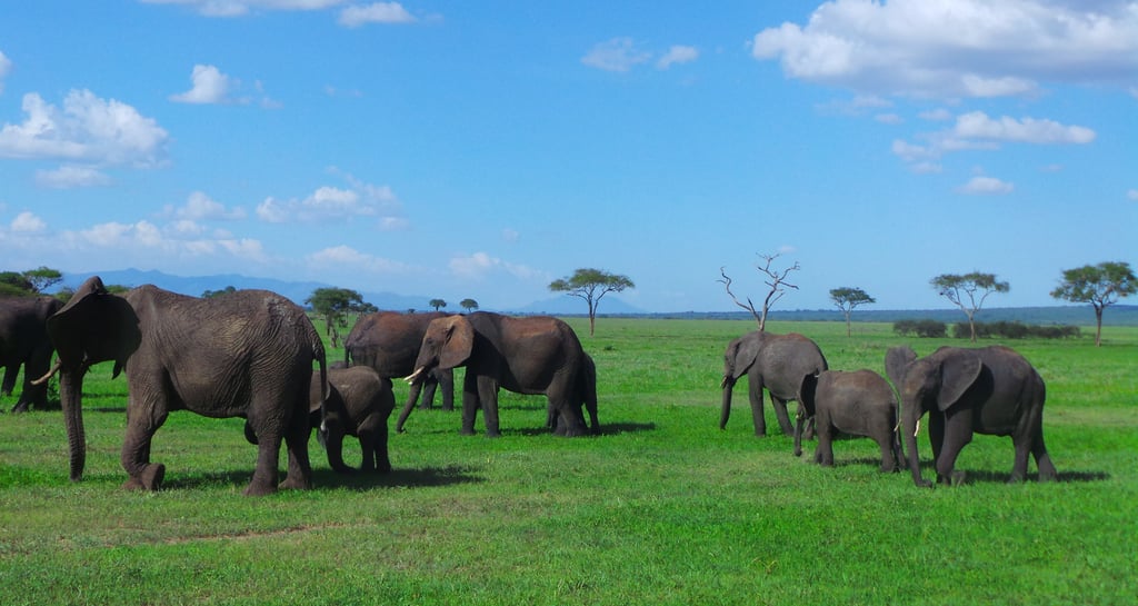 Tarangire – der Park der Elefanten