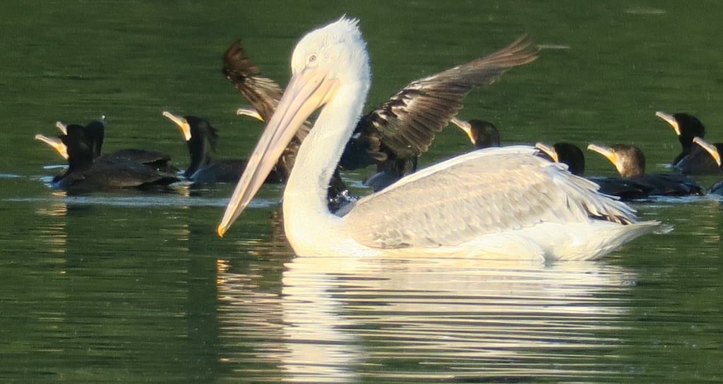 palican swiming along with cormorans