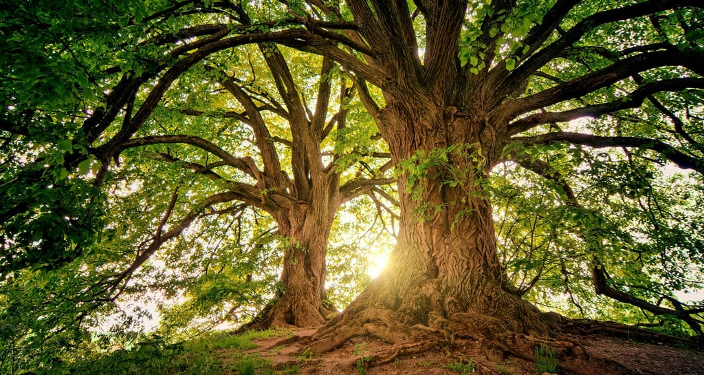 large tree with light peeking through branches