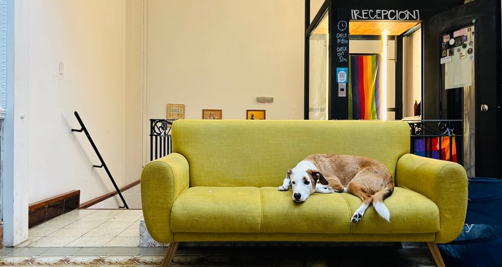 Hostel petfriendly en MONTEVIDEO