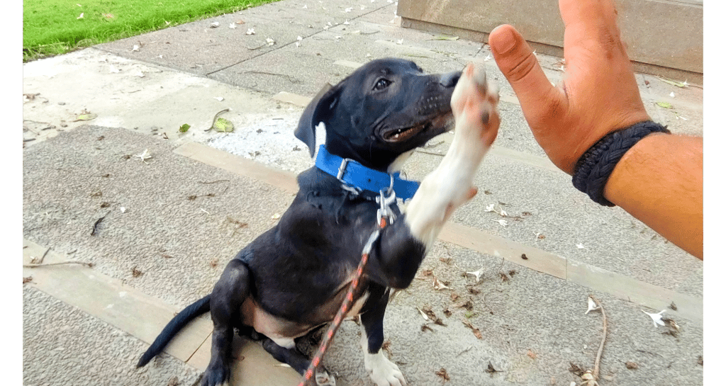 Hi-five dog training in gurgaon by gurgaondogtraining.in