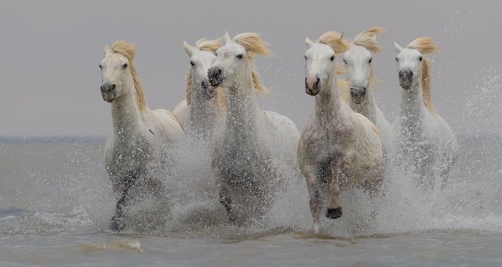 A herd of majestic white Camargue horses galloping through ocean water with dramatic sea spray.