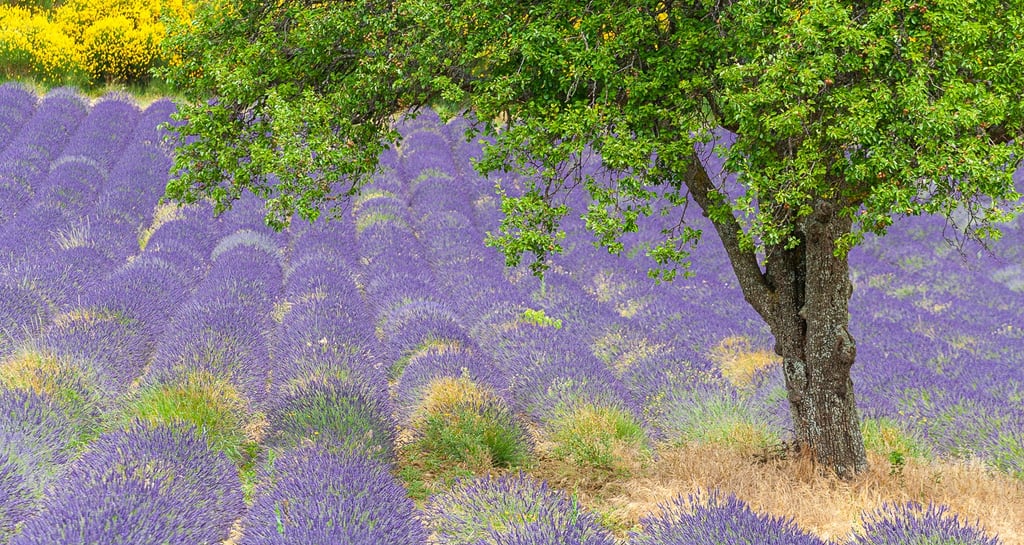 Vibrant purple lavender field in Provence with a green leafy tree and yellow wildflowers.