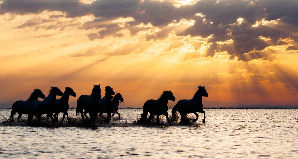 Silhouette of wild horses galloping through ocean water at sunset with golden sunbeams.