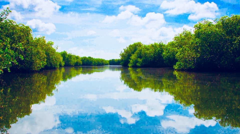 Image de Mangroves de Fort Dauphin Fort liberté Haïti