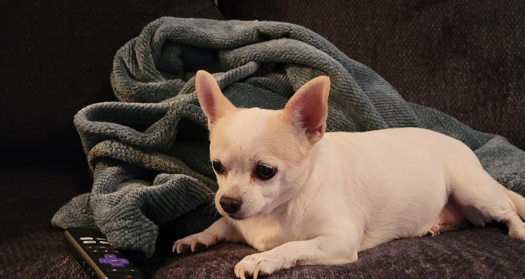 Dog love of my life- Trude