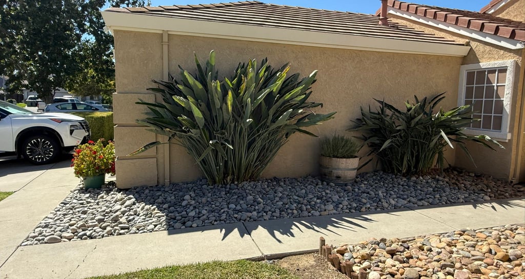 Modern drought-tolerant front yard landscaping with river rock mulch and large bird of paradise plants.