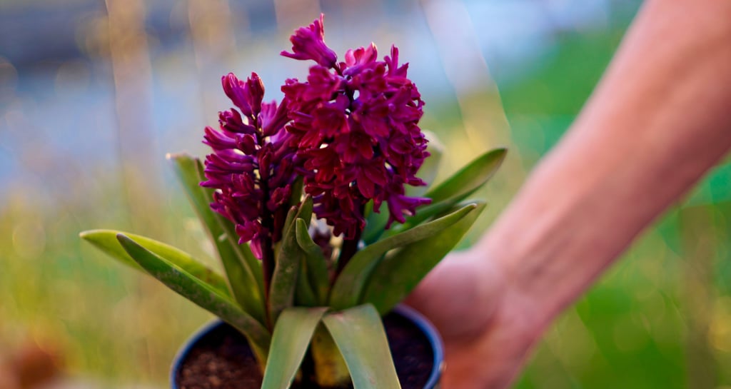 bouquet-fleurs-habay-la-vieilles-fleuriste