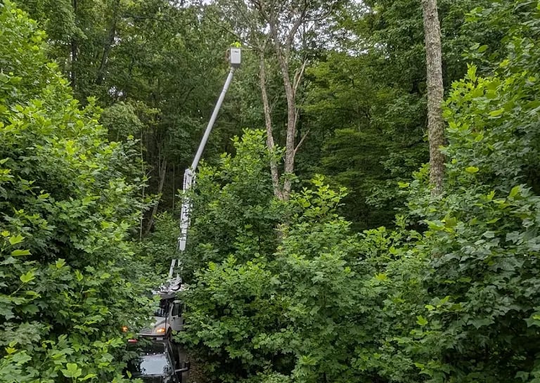 emergency tree service