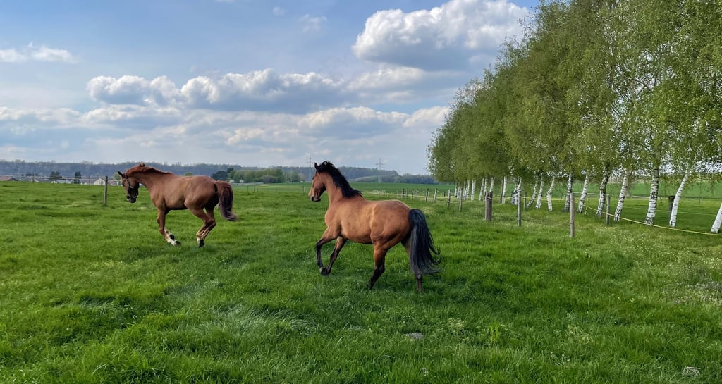 Two brown horses galloping across a lush green pasture under a cloudy blue sky near a row of birch trees.