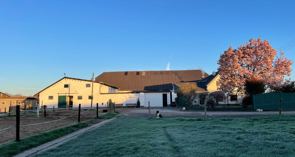 Frosty horse farm landscape with white stables, blooming pink cherry tree, and green paddock at sunrise.