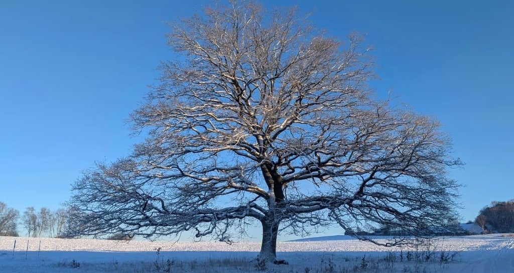 Baumschnitt Bad Homburg