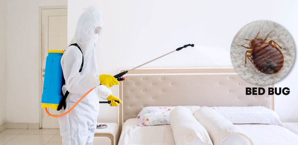 bed bug pest control treatment