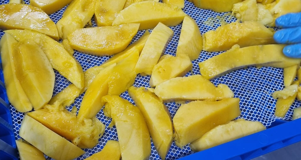 Mangos before drying in a dryer