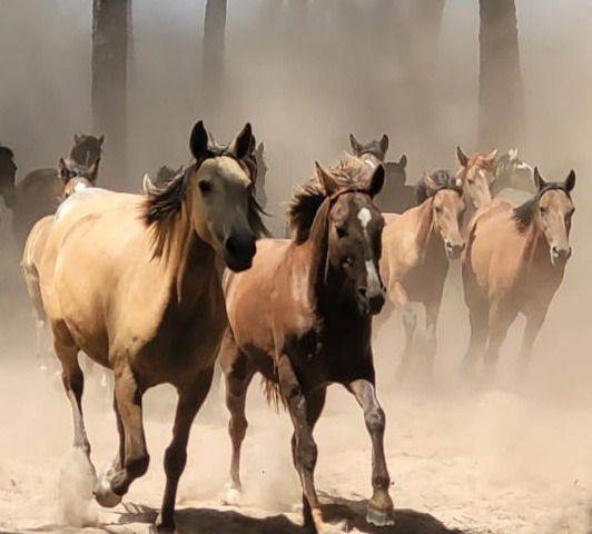 Caballos marismeños reunidos para la Saca de las Yeguas, tradición de más de 530 años de antigüedad.